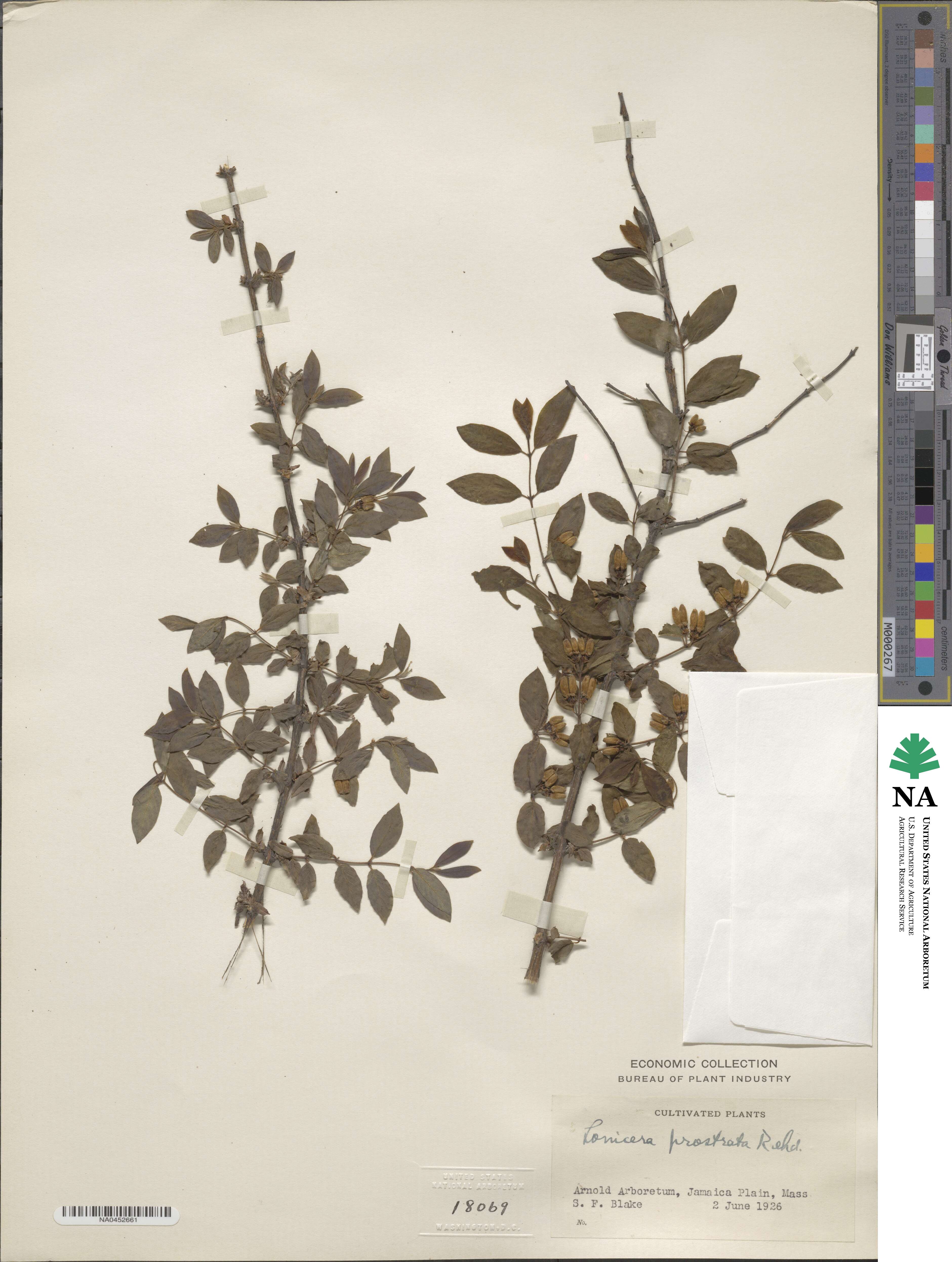 Lonicera prostrata image