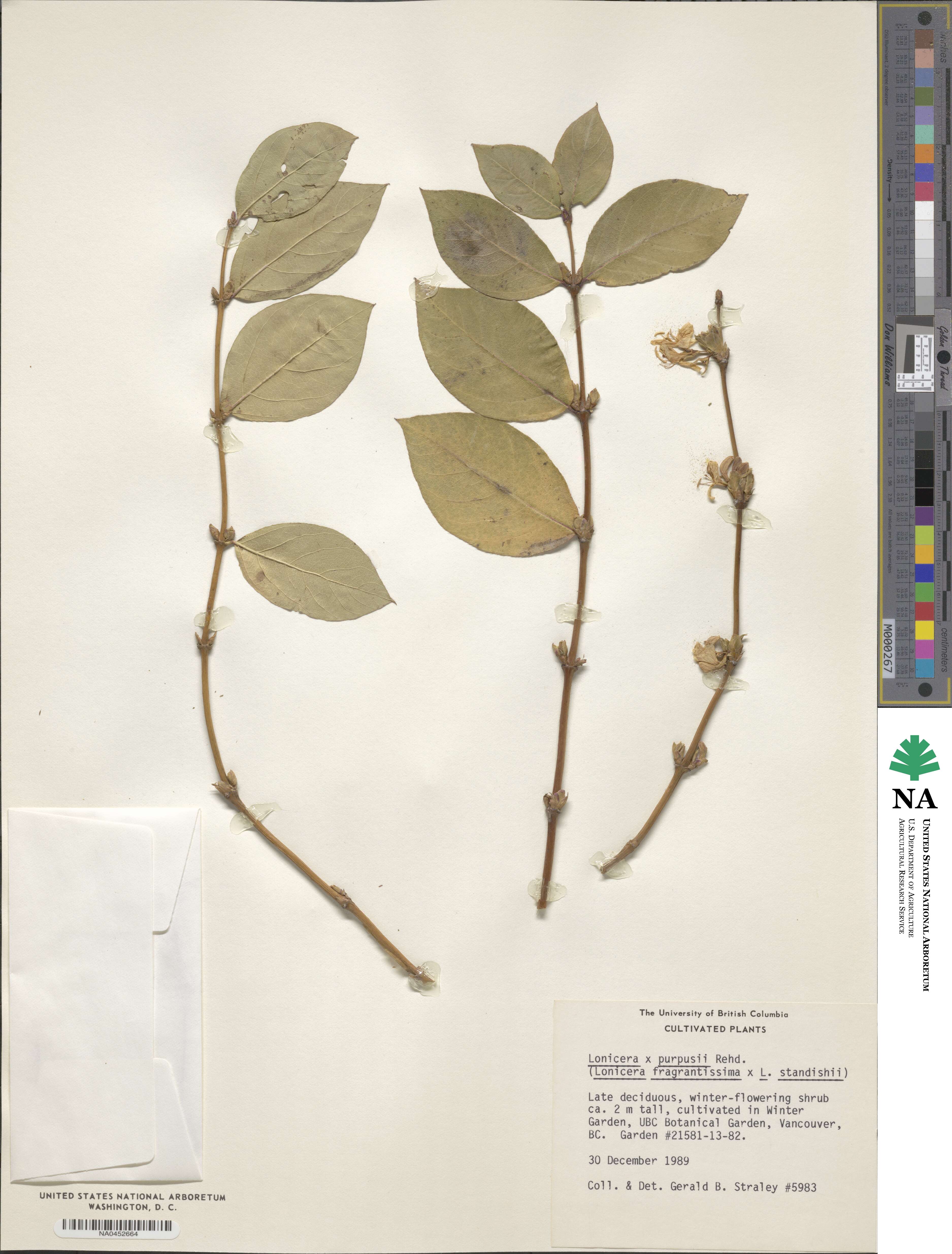 Lonicera × purpusii image