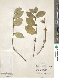 Lonicera × purpusii image