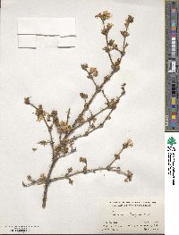 Lonicera × purpusii image