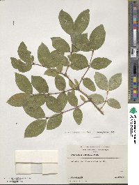 Lonicera × purpusii image