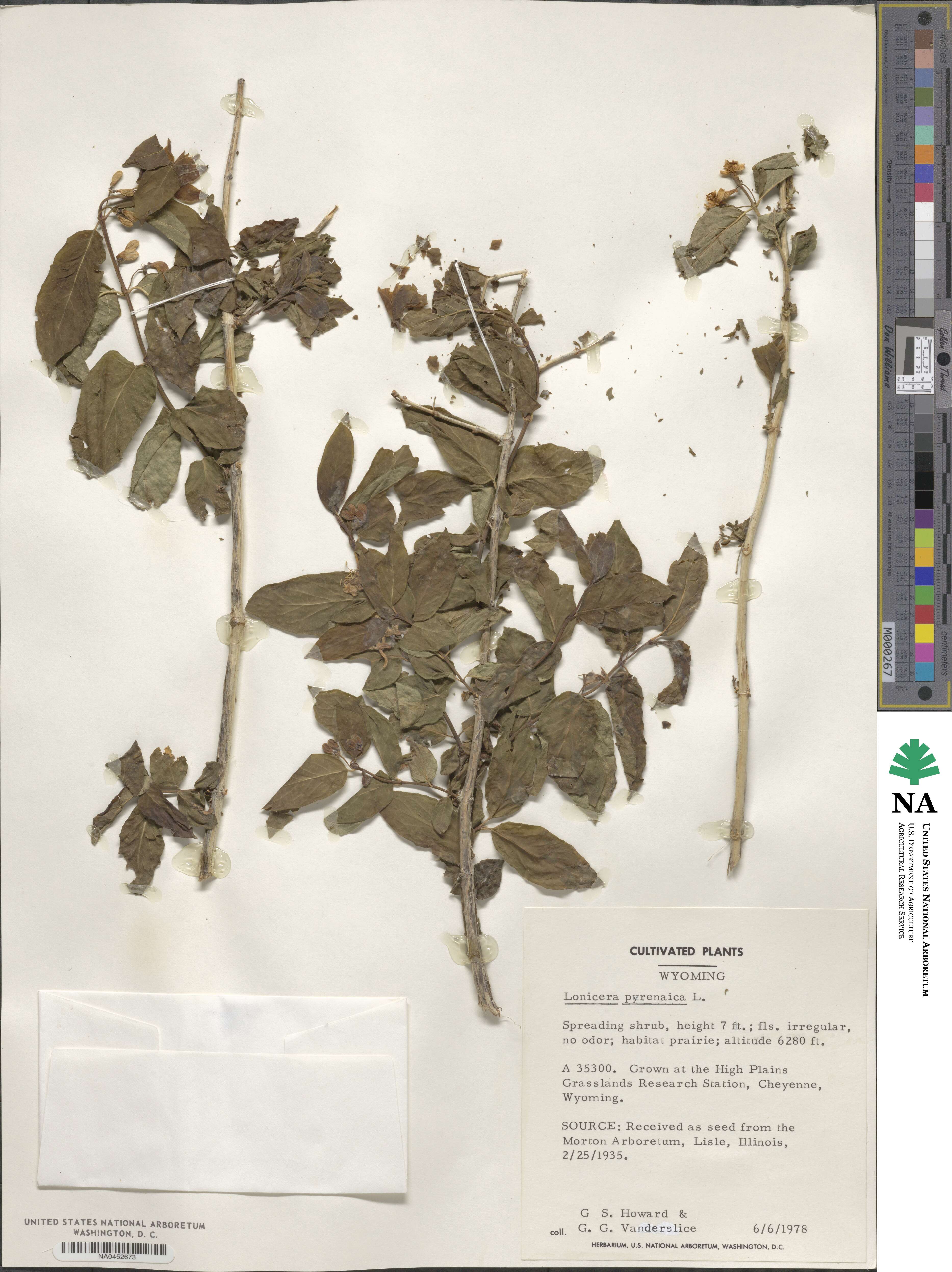 Lonicera pyrenaica image