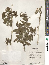 Lonicera pyrenaica image