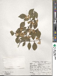 Lonicera quinquelocularis image