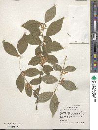 Lonicera quinquelocularis image