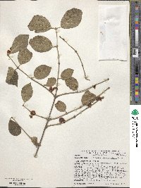 Lonicera quinquelocularis image