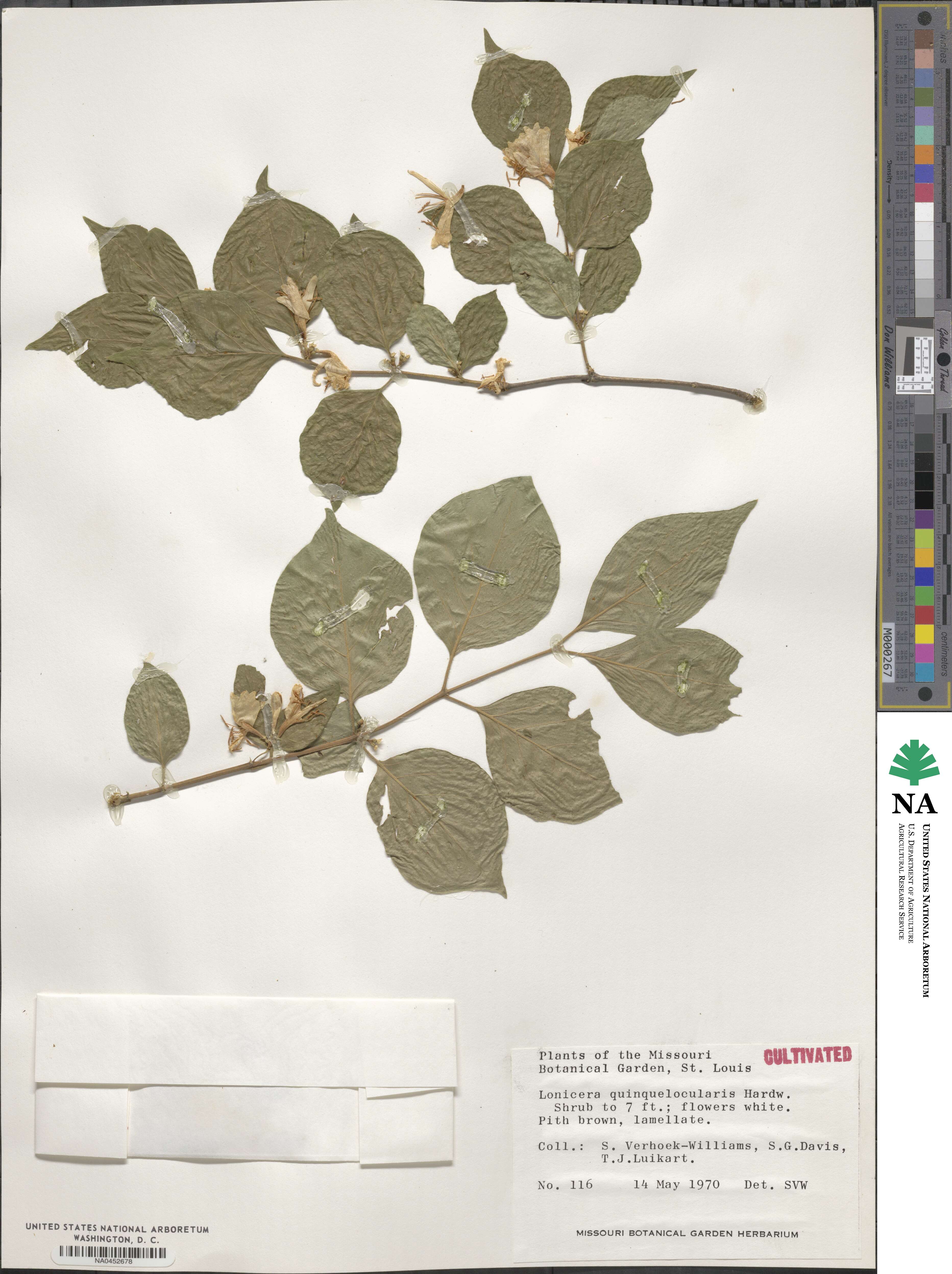 Lonicera quinquelocularis image