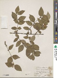 Lonicera quinquelocularis image