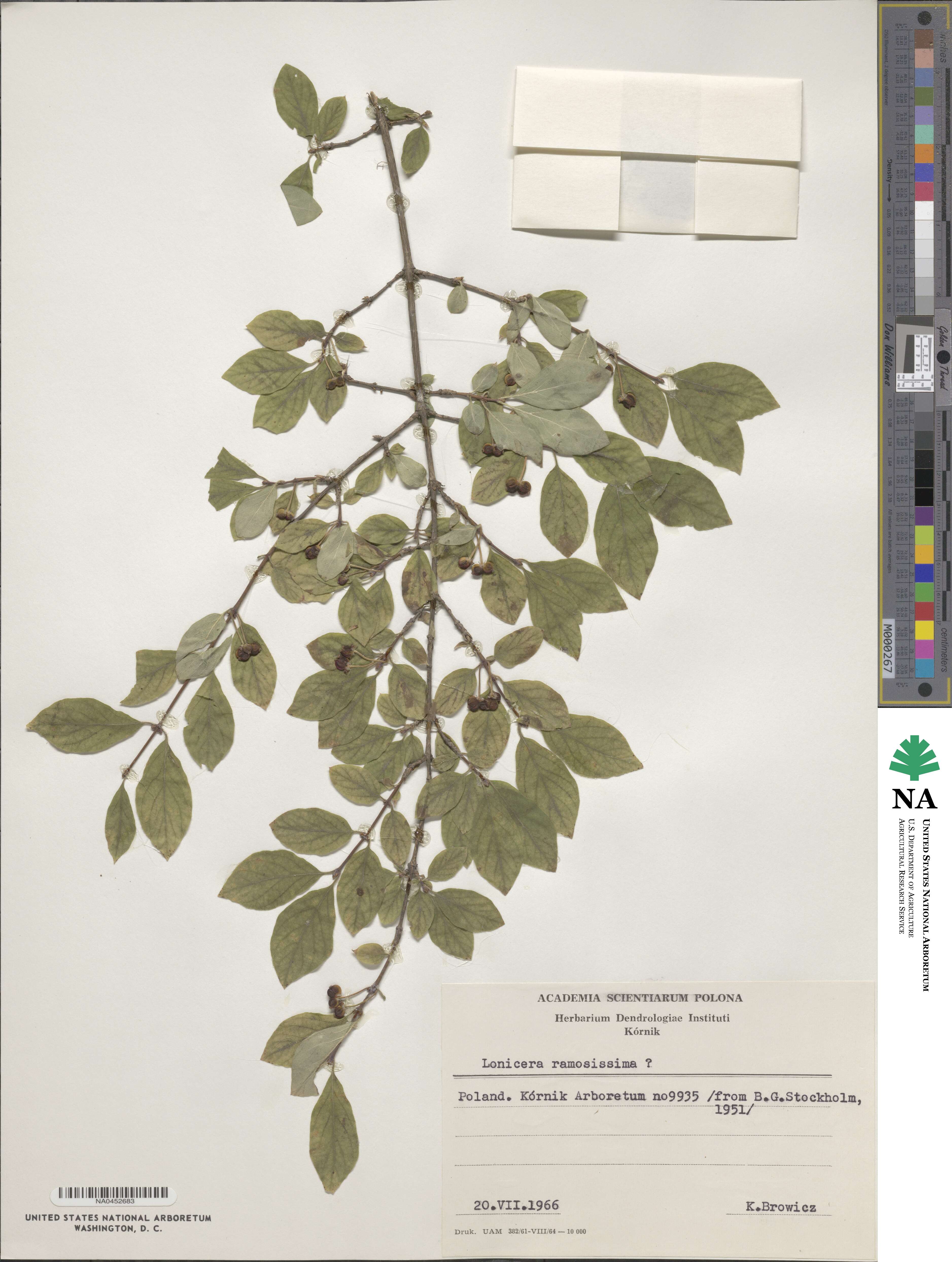 Lonicera ramosissima image