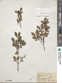 Lonicera ramosissima image