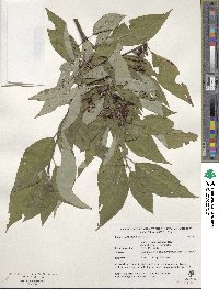 Lonicera ruprechtiana image