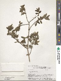 Lonicera ruprechtiana image