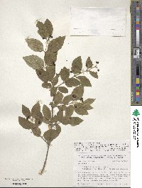 Lonicera ruprechtiana image