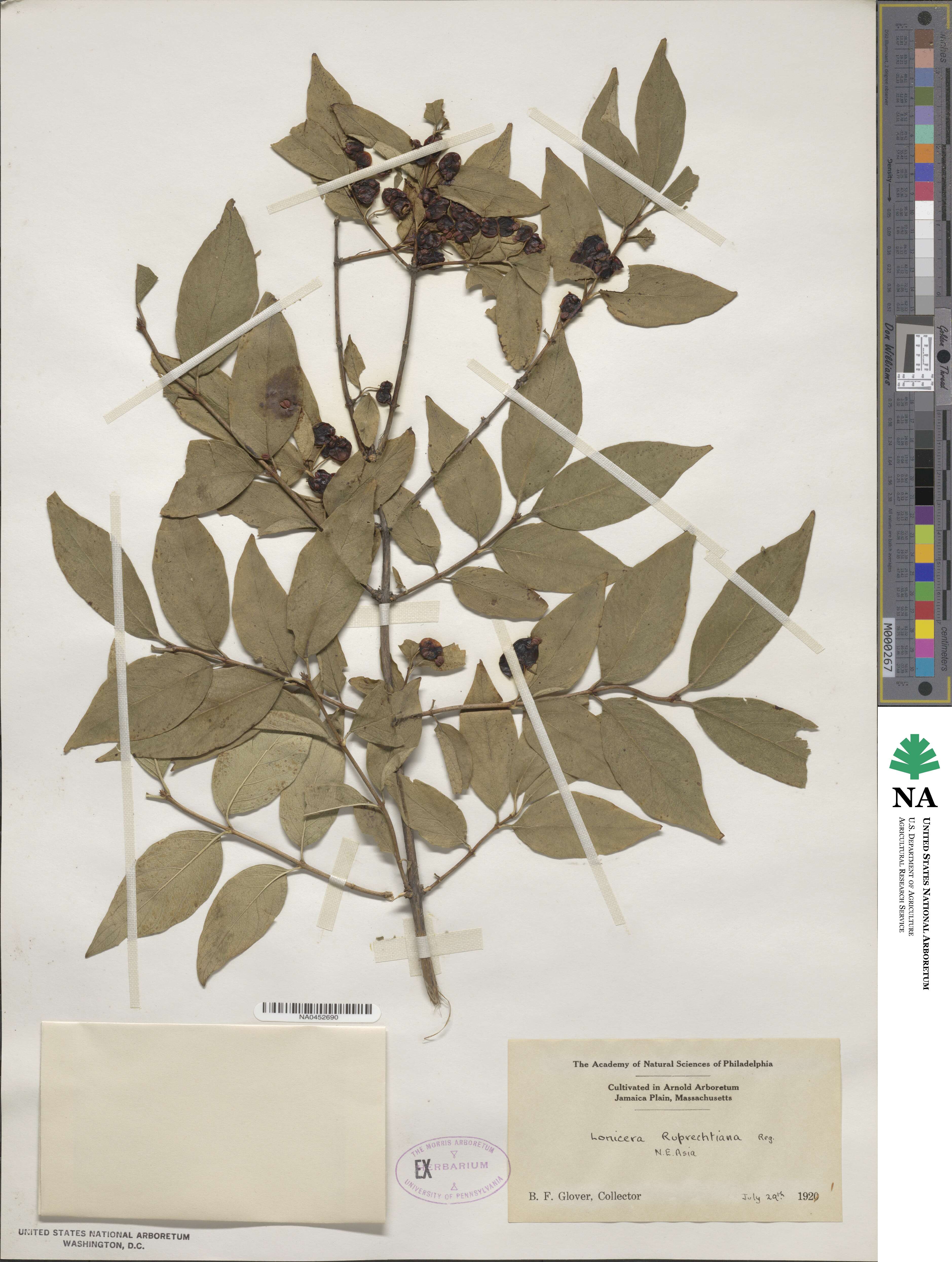 Lonicera ruprechtiana image