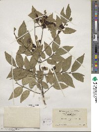 Lonicera ruprechtiana image