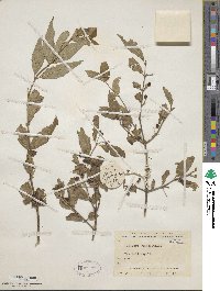 Lonicera ruprechtiana image