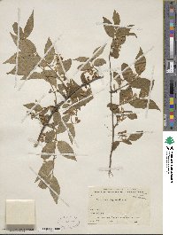 Lonicera ruprechtiana image