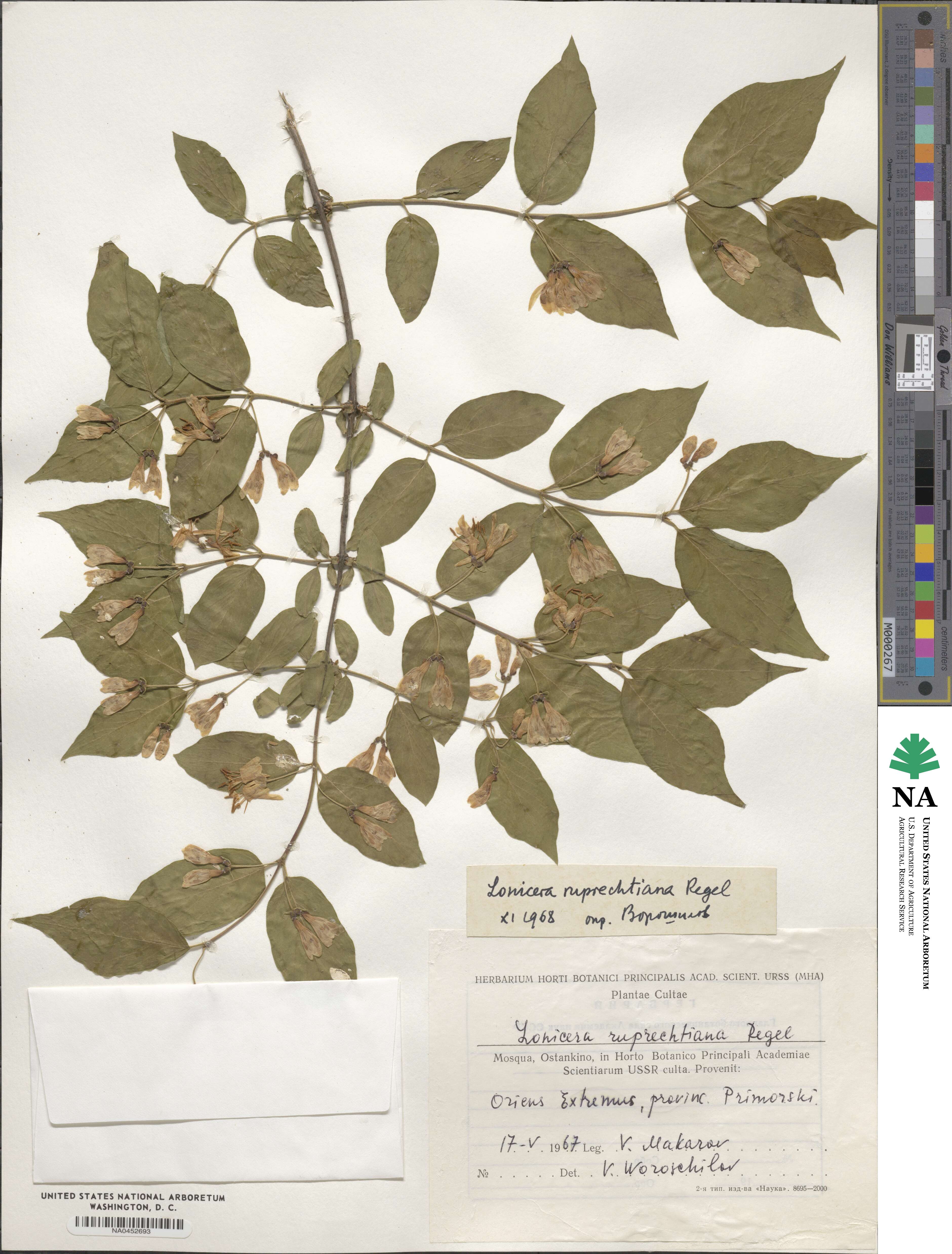 Lonicera ruprechtiana image