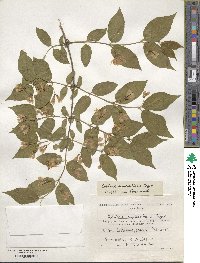 Lonicera ruprechtiana image