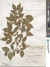 Lonicera ruprechtiana image