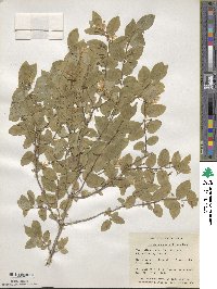 Lonicera ruprechtiana image