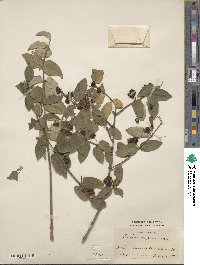 Lonicera ruprechtiana image