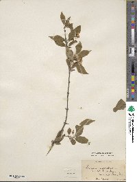 Lonicera ruprechtiana image