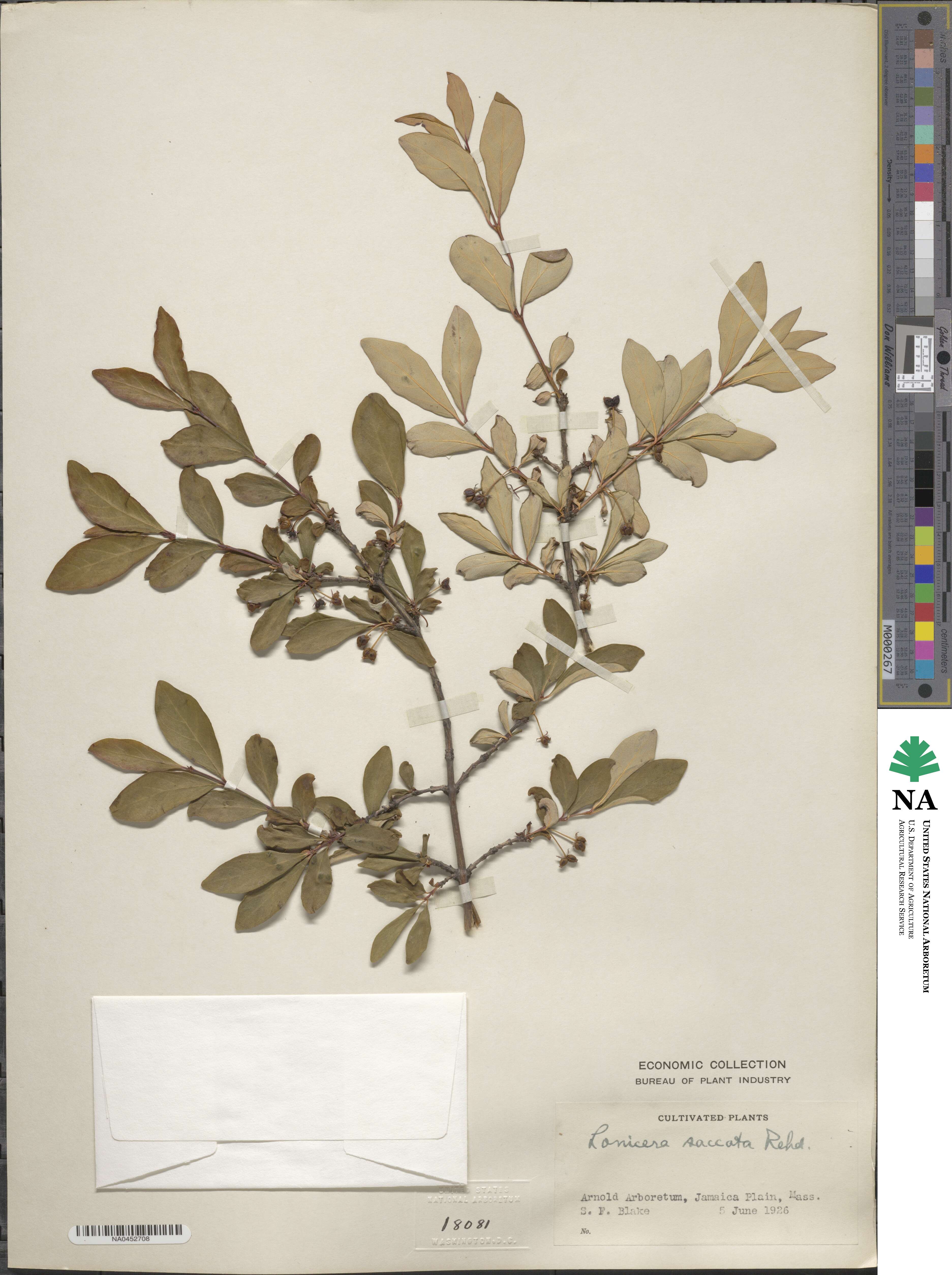 Lonicera tangutica image