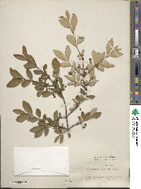 Lonicera tangutica image