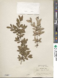 Lonicera tangutica image