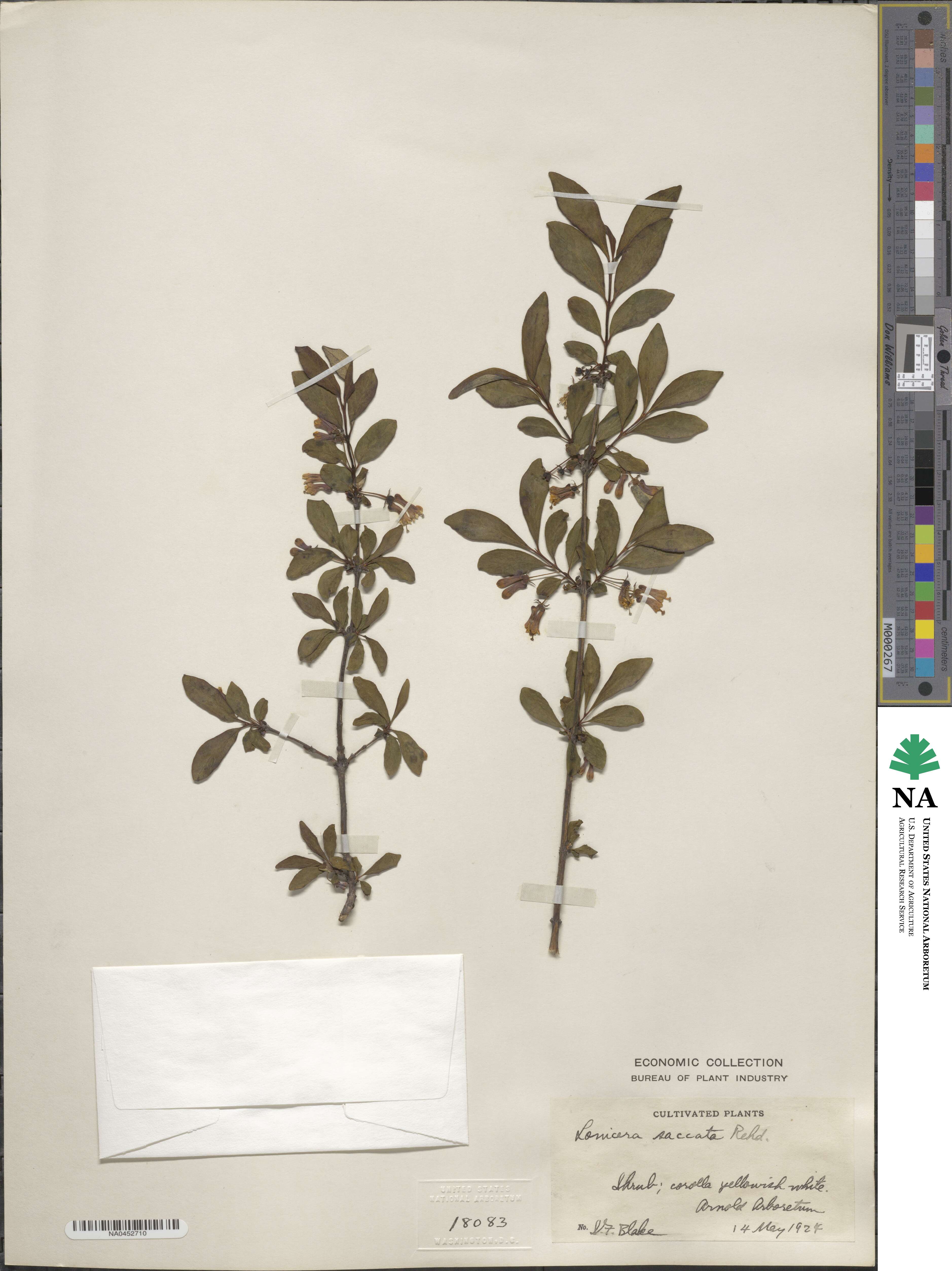 Lonicera tangutica image