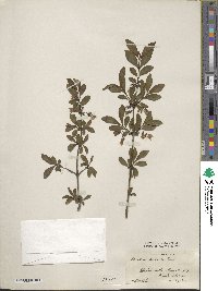 Lonicera tangutica image