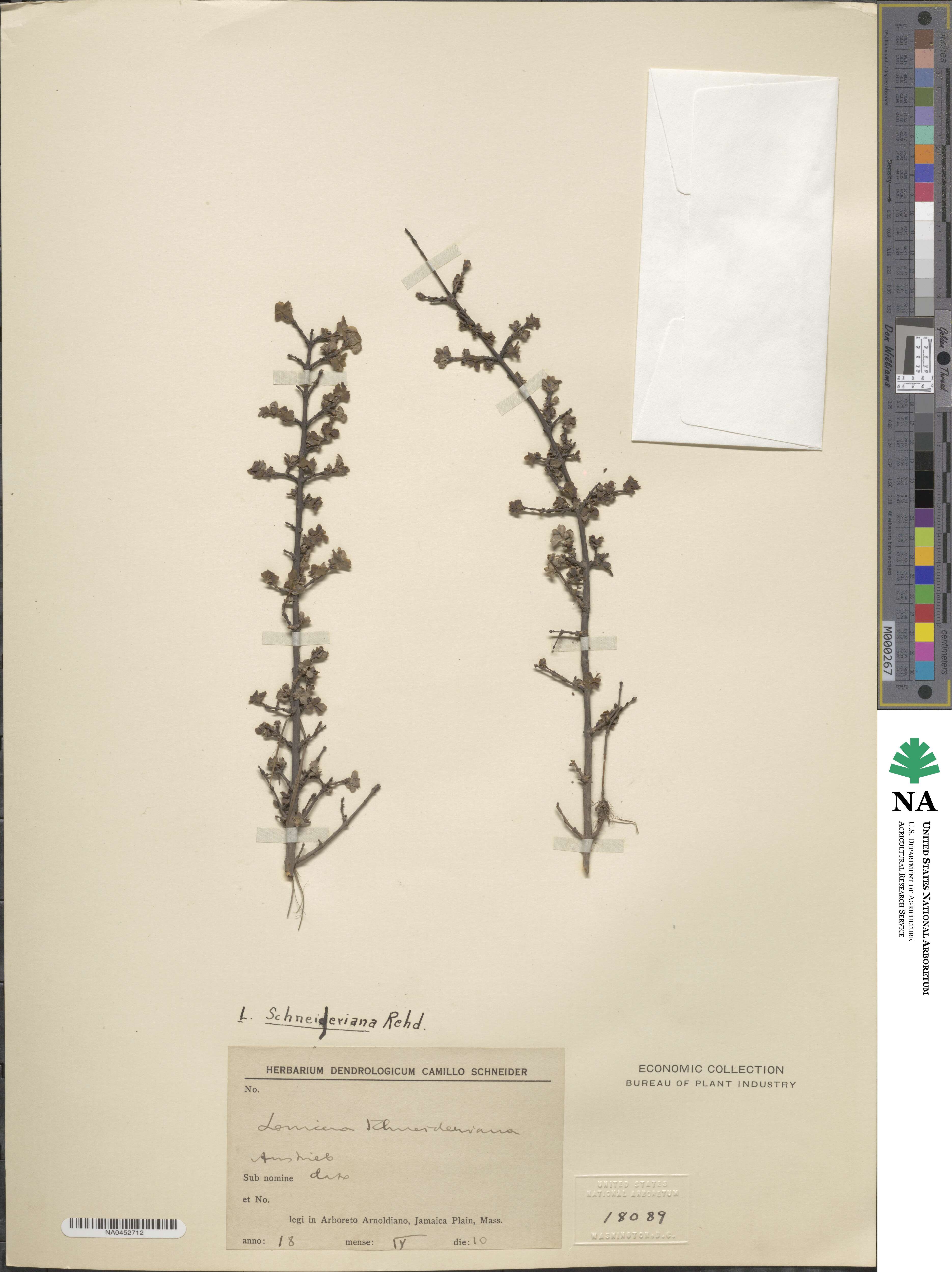 Lonicera tangutica image