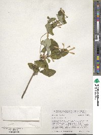 Lonicera sempervirens image