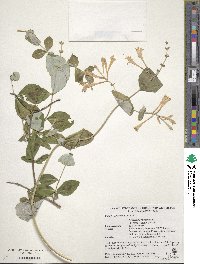 Lonicera sempervirens image