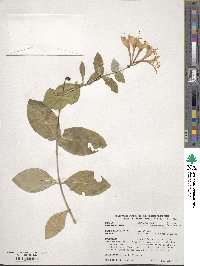 Lonicera sempervirens image