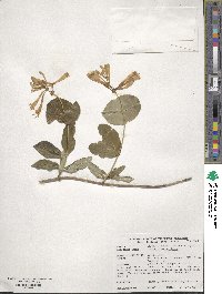 Lonicera sempervirens image