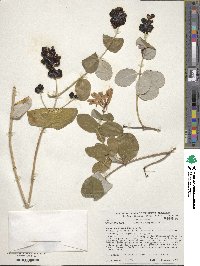 Lonicera sempervirens image