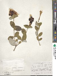 Lonicera sempervirens image