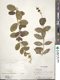 Lonicera sempervirens image