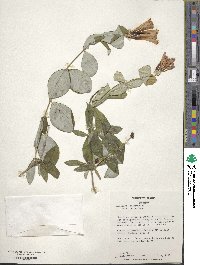 Lonicera sempervirens image