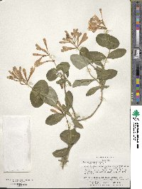 Lonicera sempervirens image