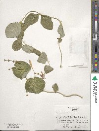 Lonicera sempervirens image