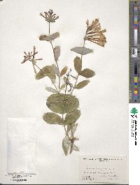 Lonicera sempervirens image