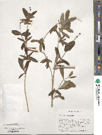 Lonicera sempervirens image