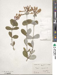 Lonicera sempervirens image