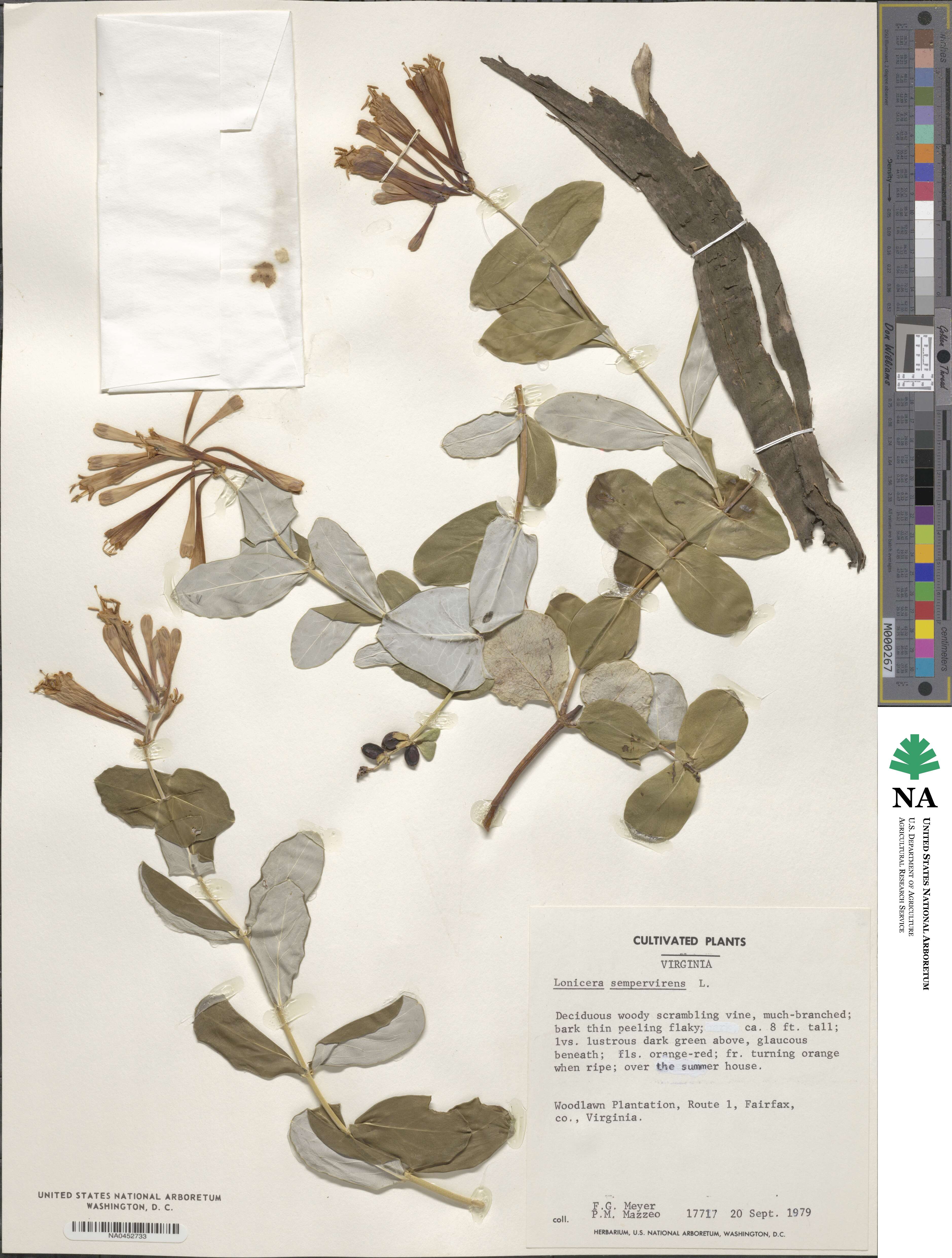 Lonicera sempervirens image