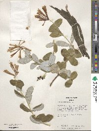 Lonicera sempervirens image