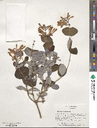 Lonicera sempervirens image