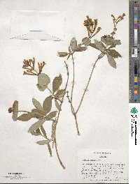 Lonicera sempervirens image